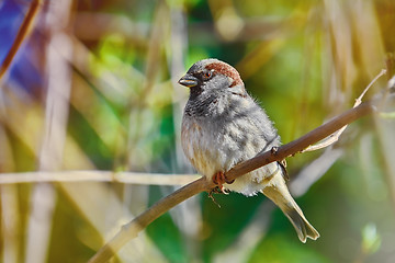 Image showing Sparrow on the Branch