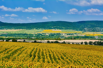 Image showing Sunflowers Field in Bulgaria