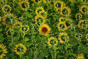 Image showing Far Out Sunflower