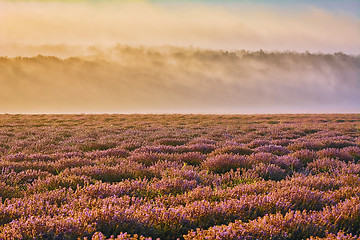 Image showing Lavender Field in the Morning