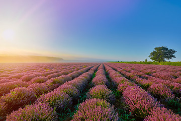 Image showing Lavender Field in the Morning