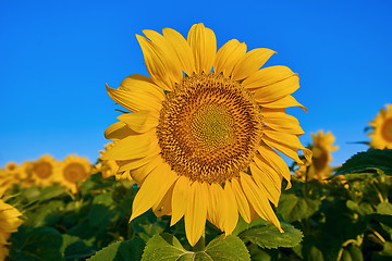 Image showing Sunflower on the Background of a Sky