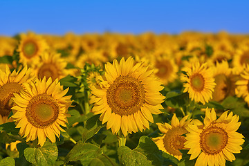 Image showing Field of Sunflowers