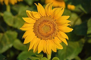 Image showing Sunflower on the Green Background