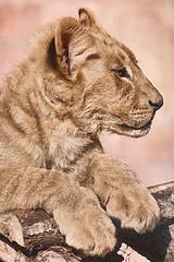 Image showing Portrait of Young Lion