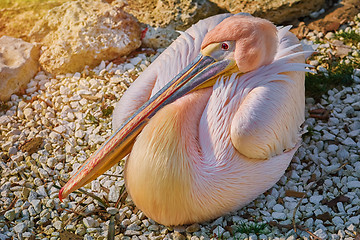 Image showing Great White Pelican