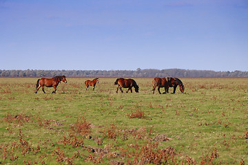 Image showing Grazing horses herd in a meadow grazing in horse farm