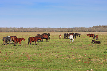 Image showing Grazing horses herd in a meadow grazing in horse farm