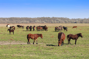 Image showing Grazing horses herd in a meadow grazing in horse farm