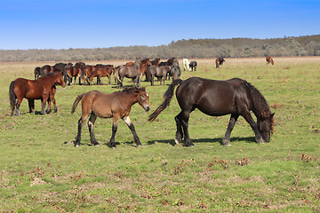 Image showing Grazing horses herd in a meadow grazing in horse farm