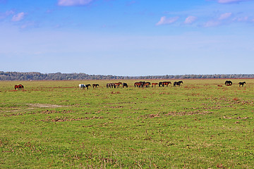 Image showing Grazing horses herd in a meadow grazing in horse farm