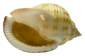 Image showing The seashell