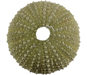 Image showing sea urchin