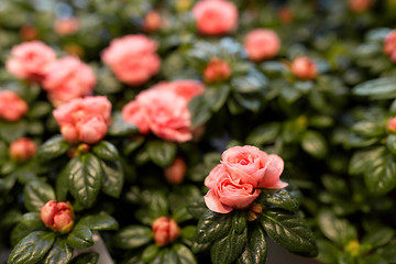 Image showing pink flowers at garden