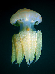 Image showing A Barrel Jellyfish Floating