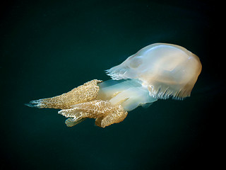 Image showing A Barrel Jellyfish Swimming
