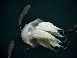 Image showing Barrel Jellyfish Underwater.