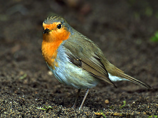 Image showing Robin Red Breast