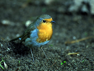 Image showing Robin Red Breast