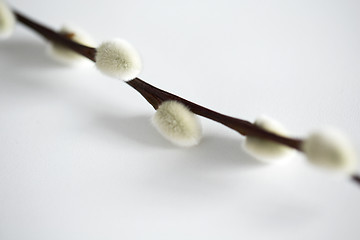 Image showing close up of pussy willow branch on white