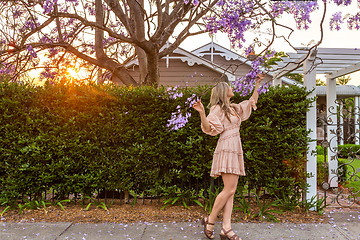 Image showing Admiring the purple Jacaranda tree flower clusters