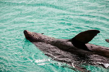 Image showing Australian seal basking in the water of the bay