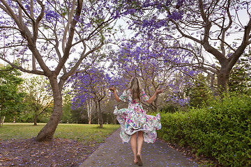 Image showing Walking among the rows of purple Jacaranda trees