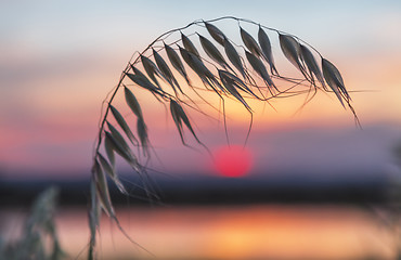 Image showing Sunset rural farmlands Cowra Australia