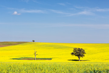 Image showing Beautiful undulating canola fields in the spring sunshine