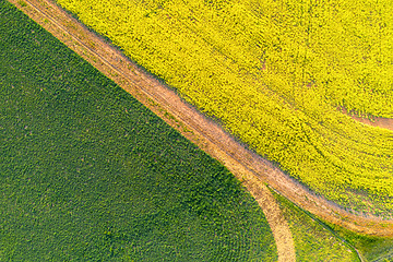 Image showing Fields of green and gold background abstract