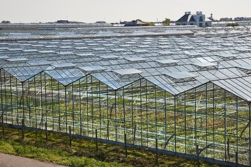 Image showing Greenhouse agricultural production