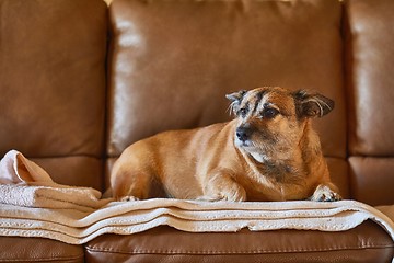 Image showing Dog resting on the couch