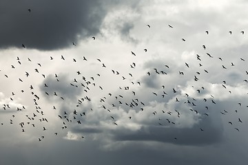 Image showing Birds flying in cloudy sky dusk sky