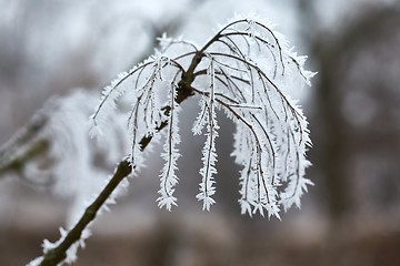 Image showing Icy Frosted Branches