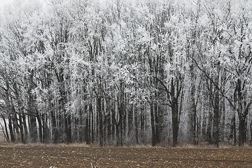 Image showing Winter Forest Trees