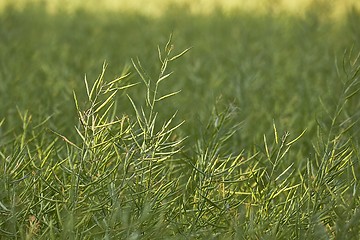 Image showing Rapeseed plant closeup