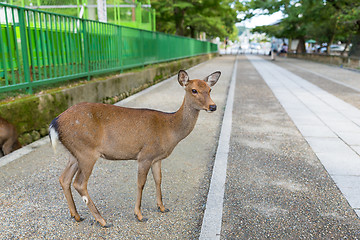 Image showing Wild deer in Nara park