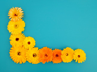 Image showing Half border of yellow calendula flowers on teal blue