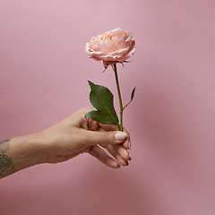 Image showing Rose with green leaves in the hand of a woman around a pink background with space for text. Present