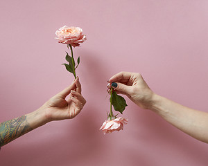 Image showing Women\'s hands are holding roses up and down on a pink background with copy space. Postcard layout