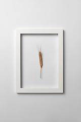 Image showing Plant frame with ripe wheat ear on a light background. Greeting card.