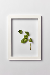 Image showing Natural picture with green leaf in a frame on a light background.