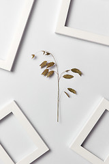 Image showing Decorative composition with natural plant and empty frames on a light background.