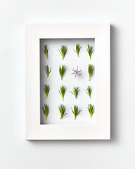 Image showing Plant frame with green pine needles pattern on a light background. Greeting card.