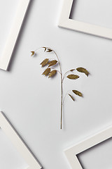 Image showing Plant composition with empty frames and natural branch on a light background.