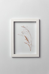 Image showing Decorative composition of seedhead plant in a rectangular frame on a light background.