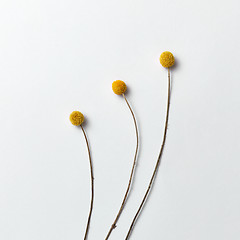 Image showing Three long yellow natural flowers on a light background. Floral pattern as a greeting card.