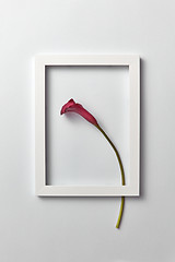 Image showing Flowering frame with natural calla lily flower on a light gray background.