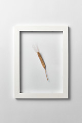 Image showing Organic natural ear of wheat in a frame on a light background.