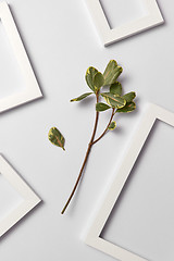 Image showing Natural organic ficus branch and empty decorative frames on a light background.